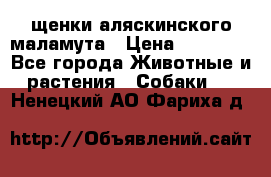 щенки аляскинского маламута › Цена ­ 20 000 - Все города Животные и растения » Собаки   . Ненецкий АО,Фариха д.